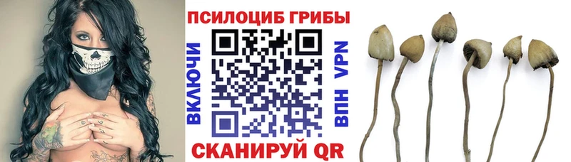 Псилоцибиновые грибы MAGIC MUSHROOMS где купить наркотик Ладушкин
